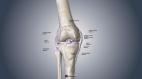 Connective Tissues of the Knee