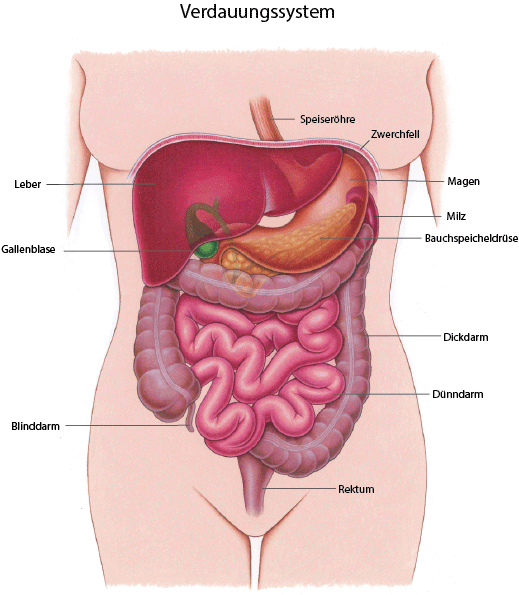 Eine Übersicht über das Verdauungssystem