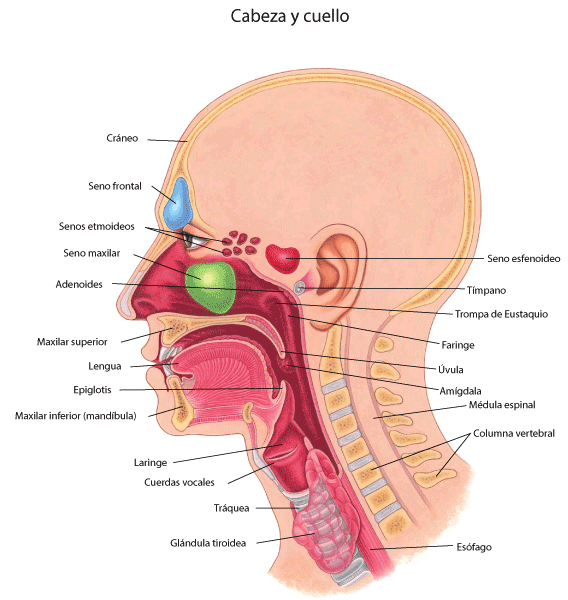 Oídos, nariz y garganta