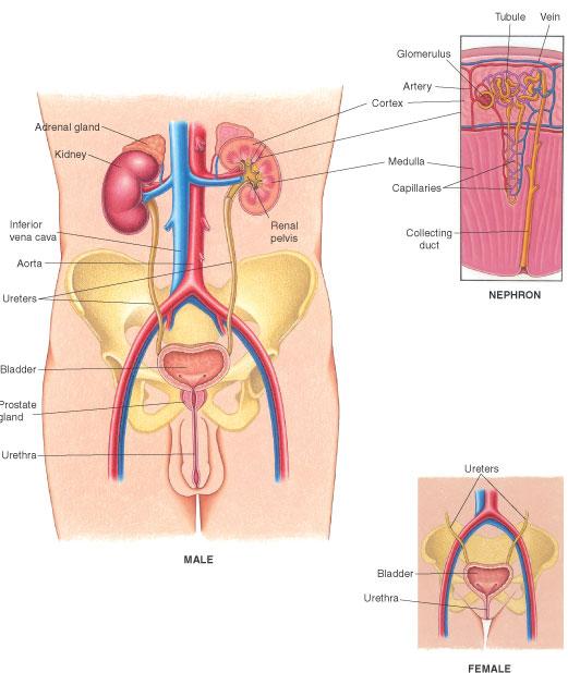 मूत्र तंत्र का चित्र