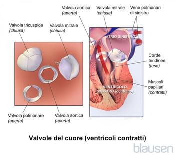 Valvole del cuore (ventricoli contratti)